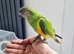Baby Senegal with new cage