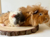 2 pairs of boars