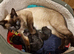 Beautiful Siamese-Type Kittens &ndash; 5 Available