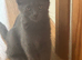 Fully grey kitten girls