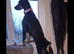 Doberman female kc Reg