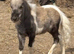 Silver dapple colt
