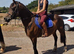 Happy hack/family mare