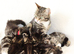 Tabby Kittens Ready Soon