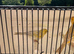 Nice pair canary for sale