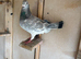 Selling 1 pigeons
