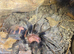 Large collection of tarantulas all with exo terror enclosures, need to sell due to house move,