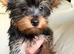 Male and female Yorkshire terrier pups