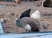 1 year old peahen