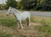 12h 4year old mare blagdon