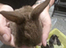 10 beautiful mixed breed rabbits