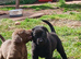 Quarter collie x lab