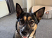 Millie | 1.5 year old Akita Shepherd