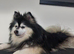 Champs F2 pomsky stud Dog