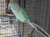 Female blue/green ringneck