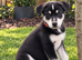 Husky x Labrador puppies ready to leave now!!