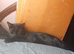 Neutered male black cat missing kingsland