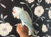 Baby sky blue Indian ringneck