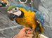 Ready Now Baby HandReared Super Tame Cuddly Friendly Blue & Gold Macaw Parrot,30