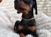 Doberman