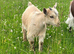 3 Beautiful Pygmy Goats avaialble now