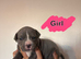 Cane Corso puppies