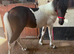 Lovely well handled 2yr gelding