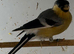 male yellow bullfinches