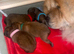 OUTSTANDING CHOW CHOW PUPS