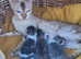 Kittens-half bengals kittens ready for a new home.