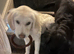 8 month old golden retriever