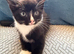 1 male 1 female kittens