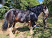 Shire stallion for sale
