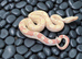2025 male keltic raptor sharp albino