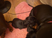 Beautiful black and tan boys