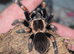 Tarantula list