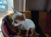 Jackawawa puppies