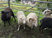 Tups for sale