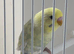 Baby budgie ring number 31 2026 rung