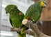 Yellow crowned Amazon
