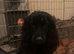 Cocker