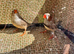 Baby zebra finches