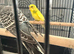 Baby budgies
