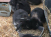 French lop x Continental giant