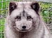 Arctic/Polar Fox Cubs Males Only