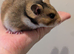 Pedigree hamsters.