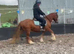 *** MOTHERS DREAM PONY ***