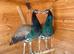 2 x Peacocks For Sale