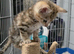 2 gorgeous kittens