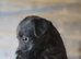 Patterdale fell terrier puppies
